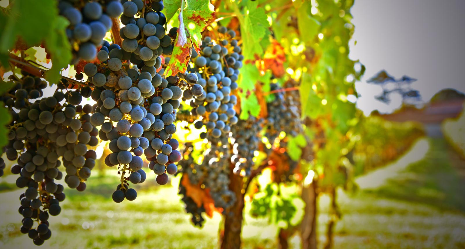 Les Vignobles Nadau exportent à travers le monde