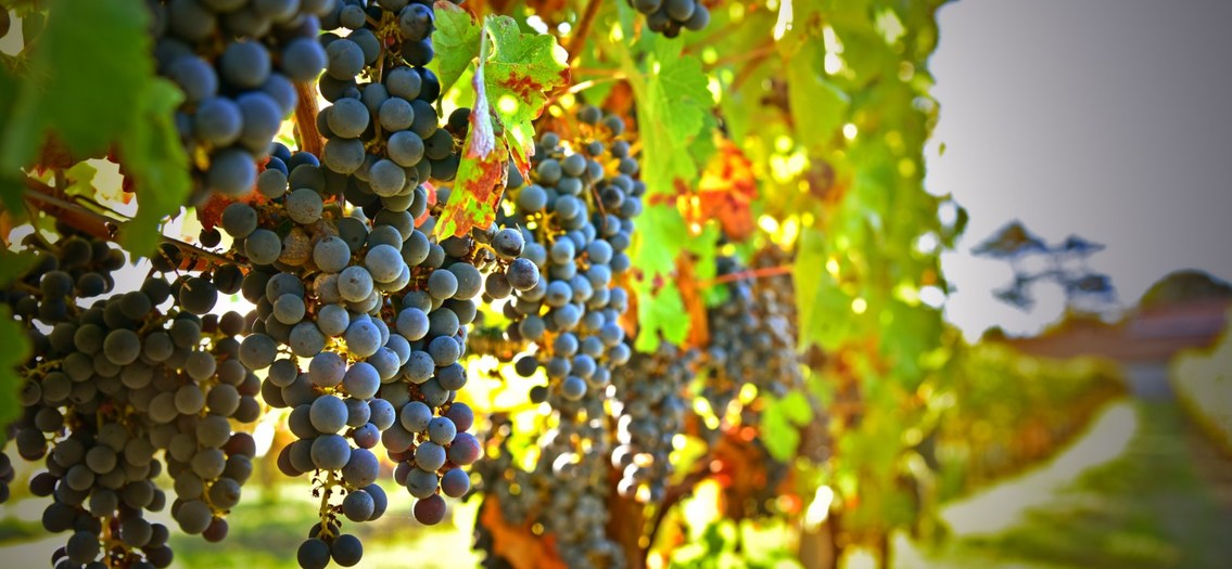 Les vins produits aux Vignobles Nadau