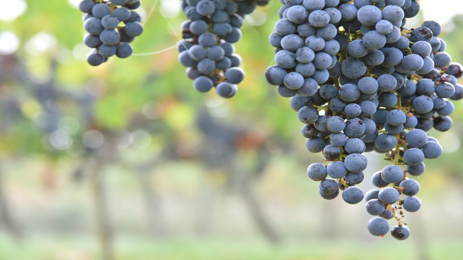 Raisins rouges des Vignobles Nadau