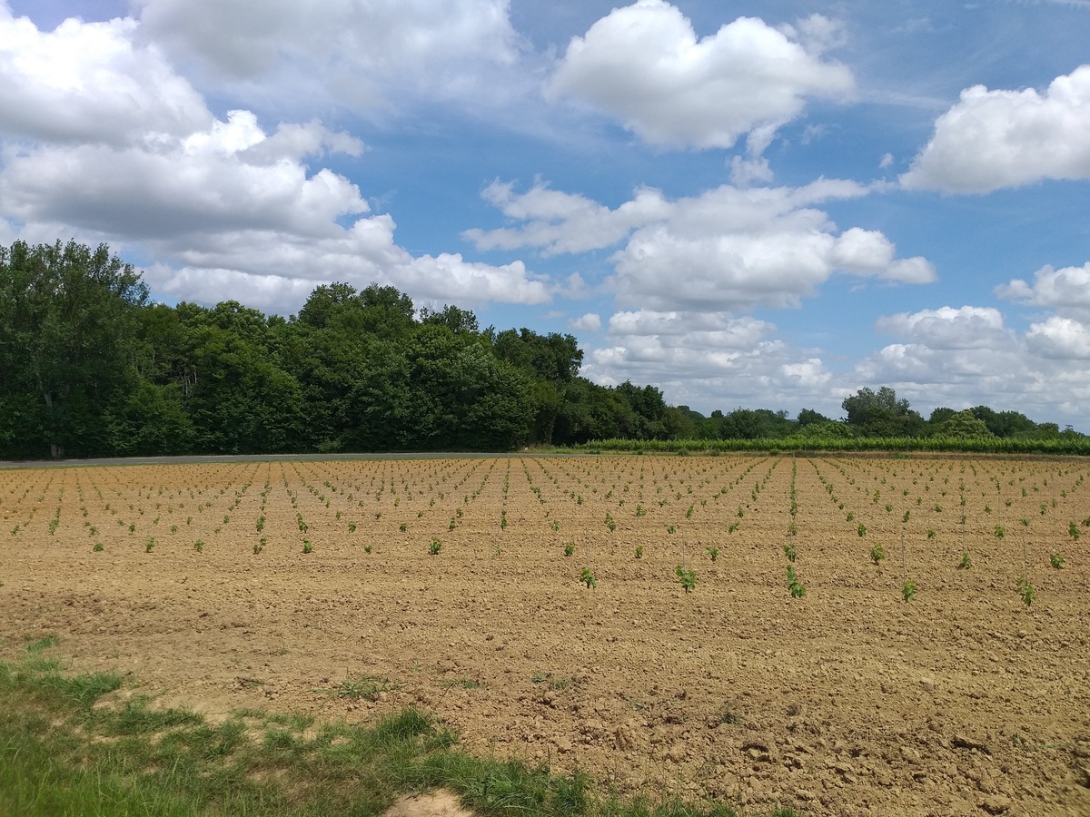 Domaine viticole à Faleyras