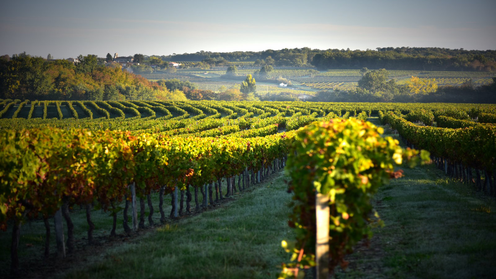 Les vignes du domaine viticole