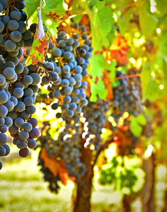 Grappes de Raisins Rouges Mûrs dans un Vignoble en Automne Grappes de raisins rouges mûrs dans un vignoble ensoleillé, entourées de feuilles de vigne vertes et rousses.