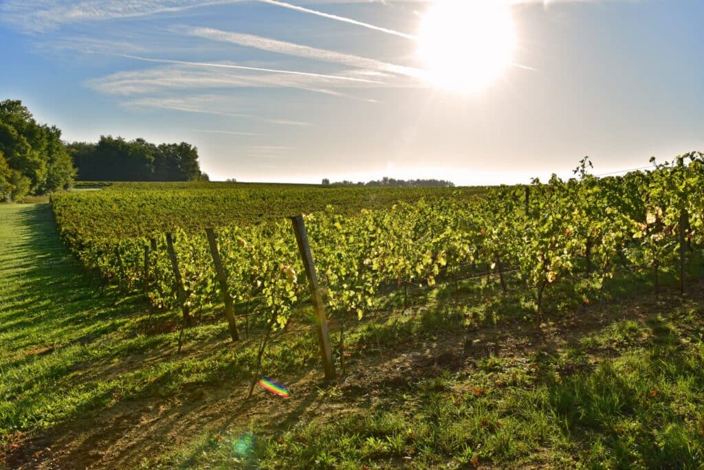 Vignoble sous le soleil : magnifique paysage viticole Vignes en rangées d'un vignoble sous un soleil radieux et un ciel bleu avec des traînées d'avion.